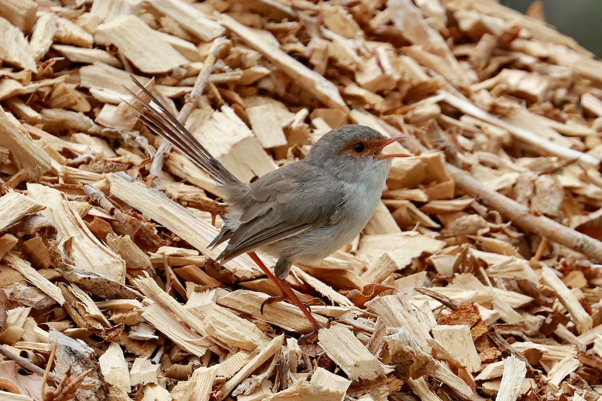 Superb Fairywren - ML632166425