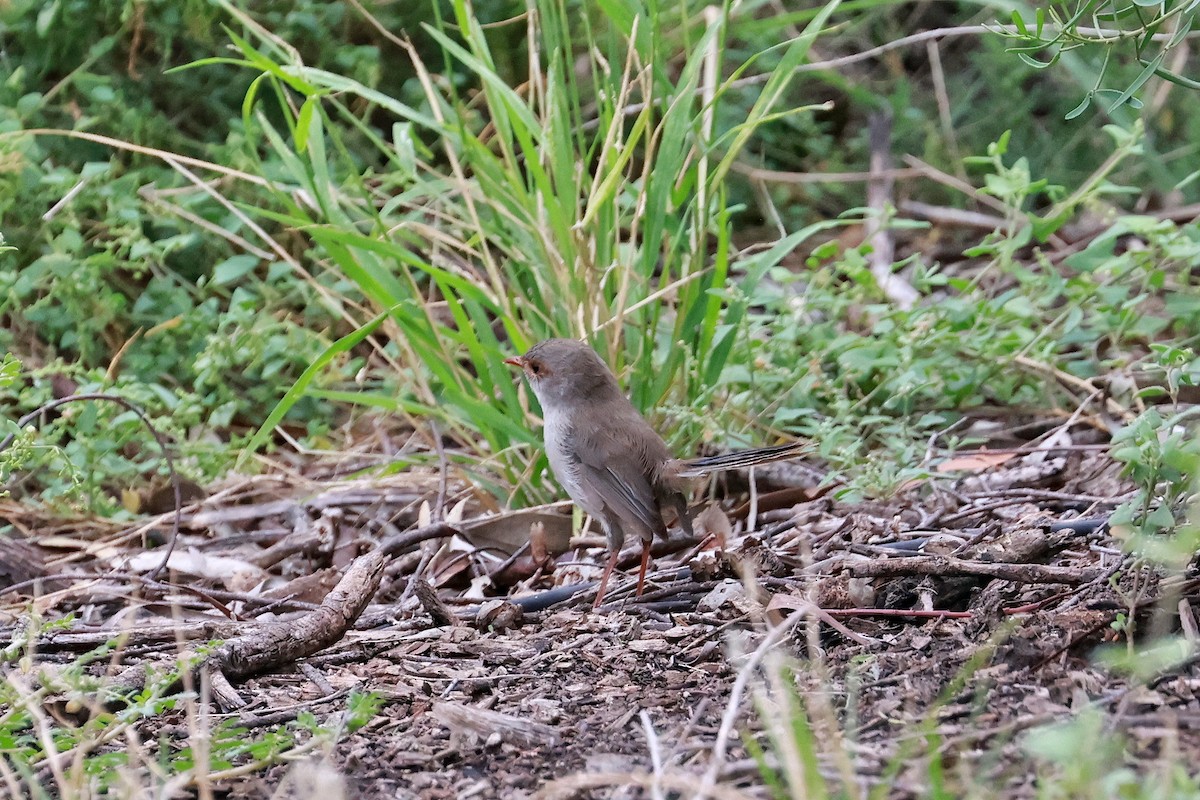 Superb Fairywren - ML632166432