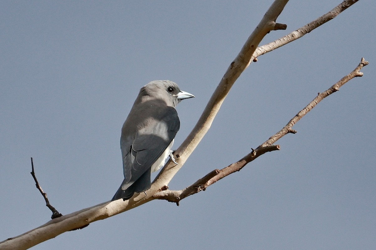 White-breasted Woodswallow - ML632166464