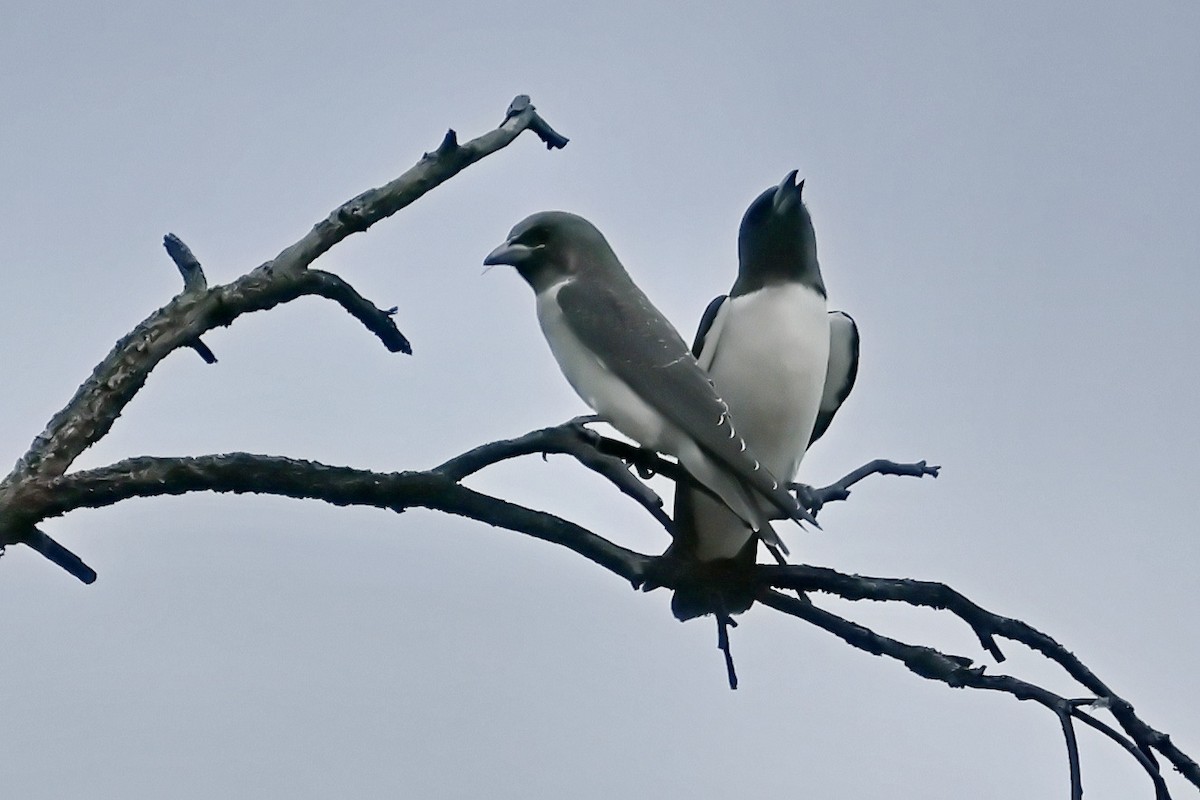 White-breasted Woodswallow - ML632166469