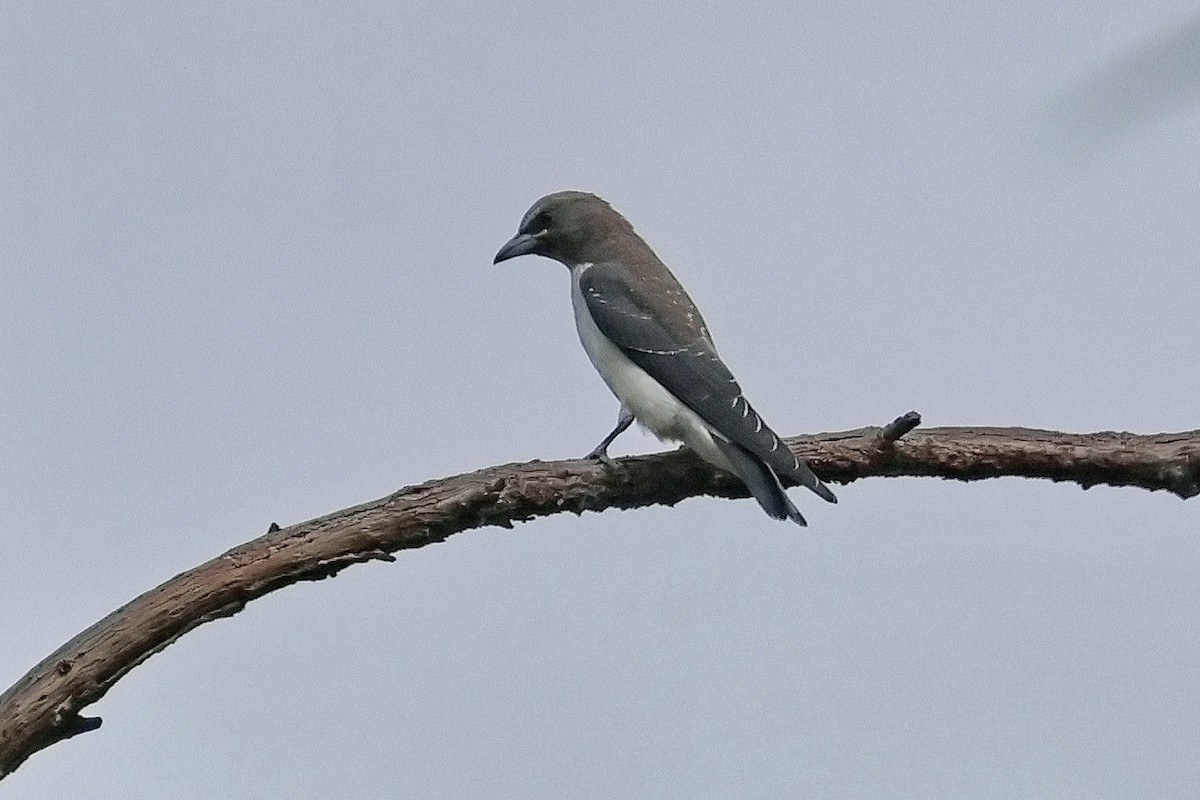 White-breasted Woodswallow - ML632166471