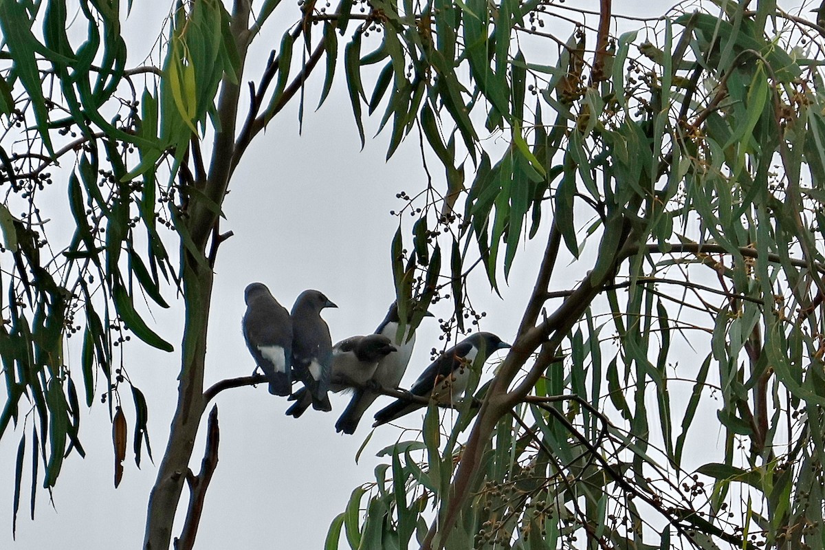 White-breasted Woodswallow - ML632166479
