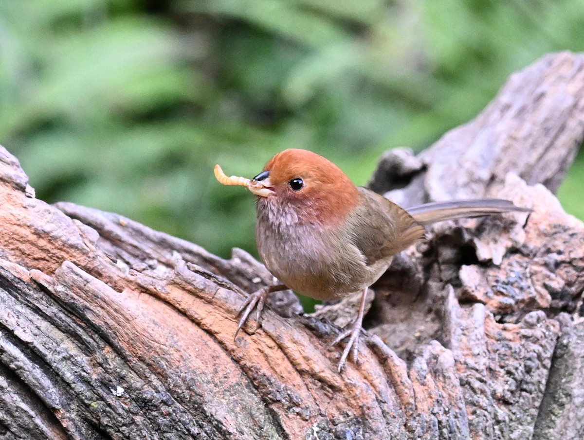 Brown-winged Parrotbill - ML632166486