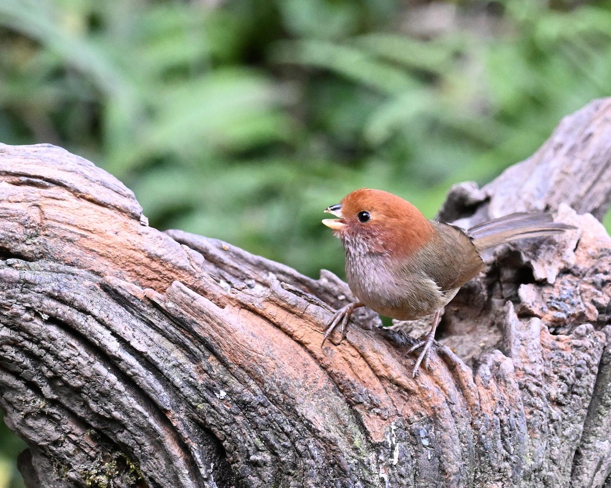 Brown-winged Parrotbill - ML632166488