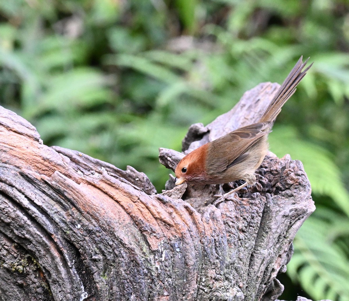 Brown-winged Parrotbill - ML632166489