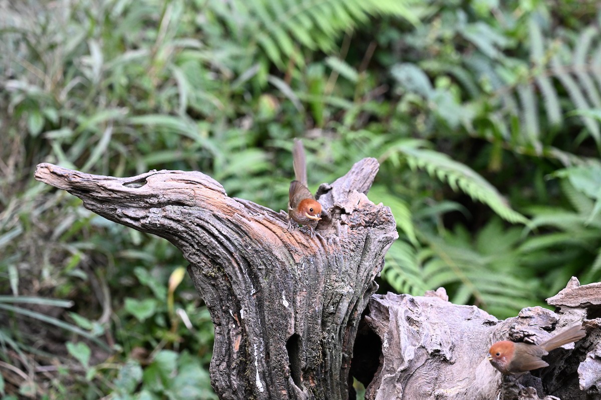 Brown-winged Parrotbill - ML632166491