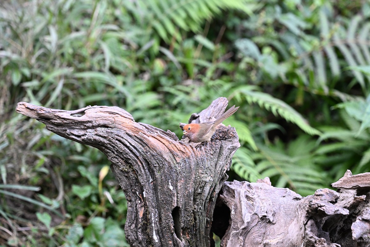 Brown-winged Parrotbill - ML632166493