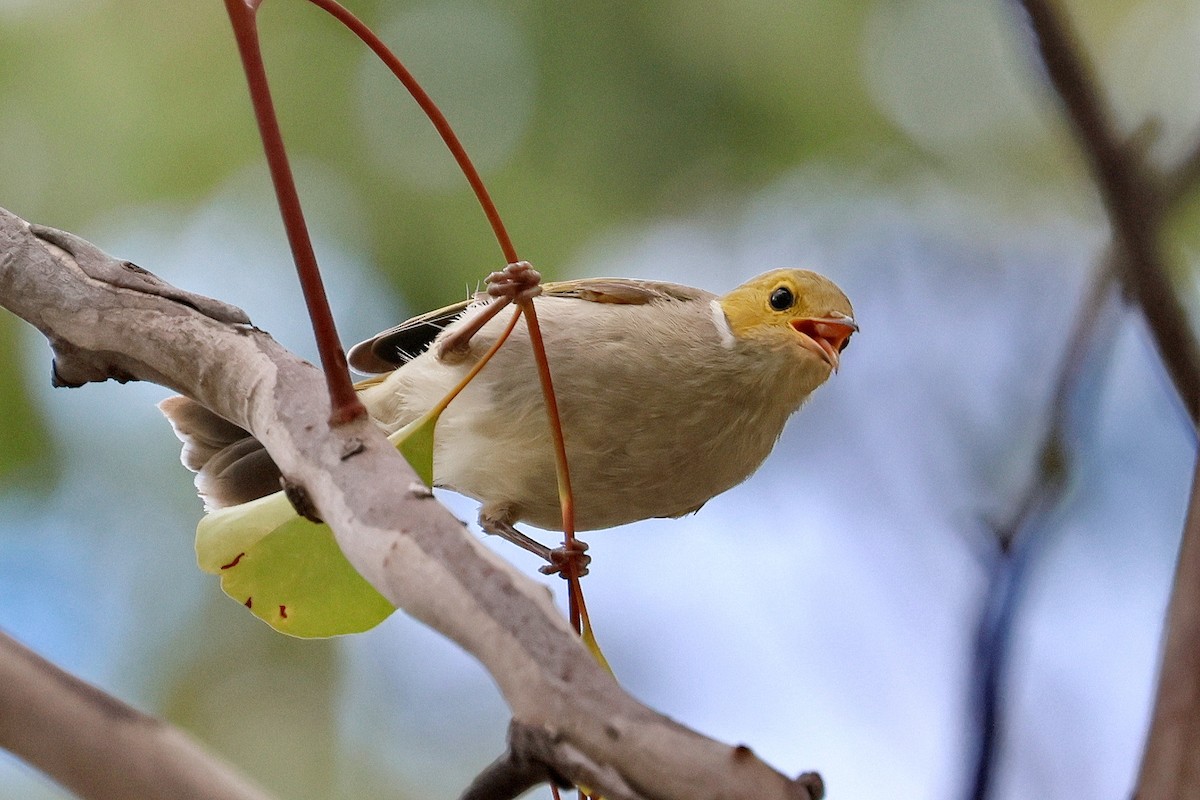 White-plumed Honeyeater - ML632166500