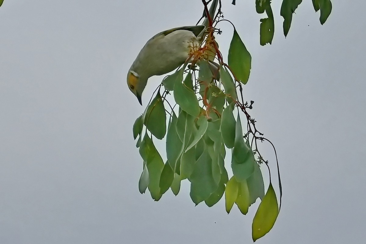 White-plumed Honeyeater - ML632166503