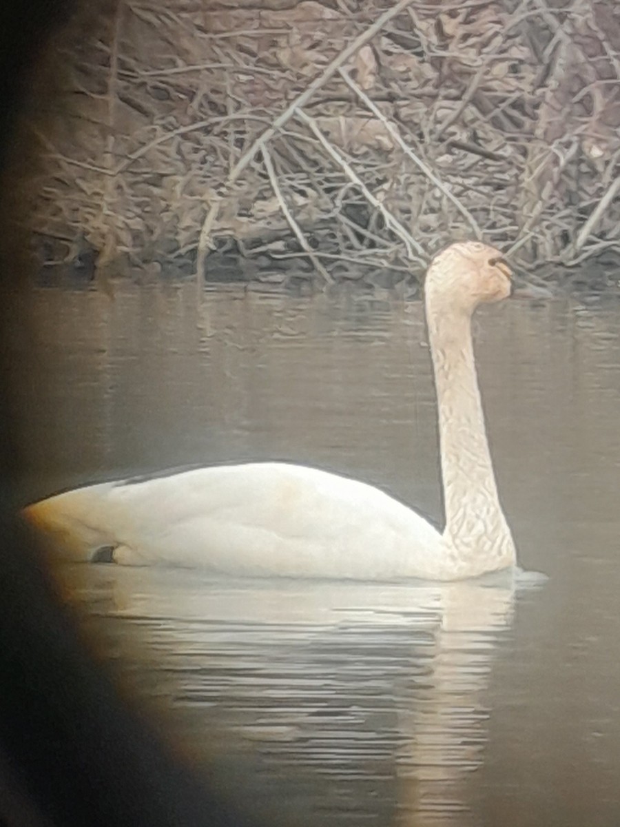 Tundra Swan - ML632166515