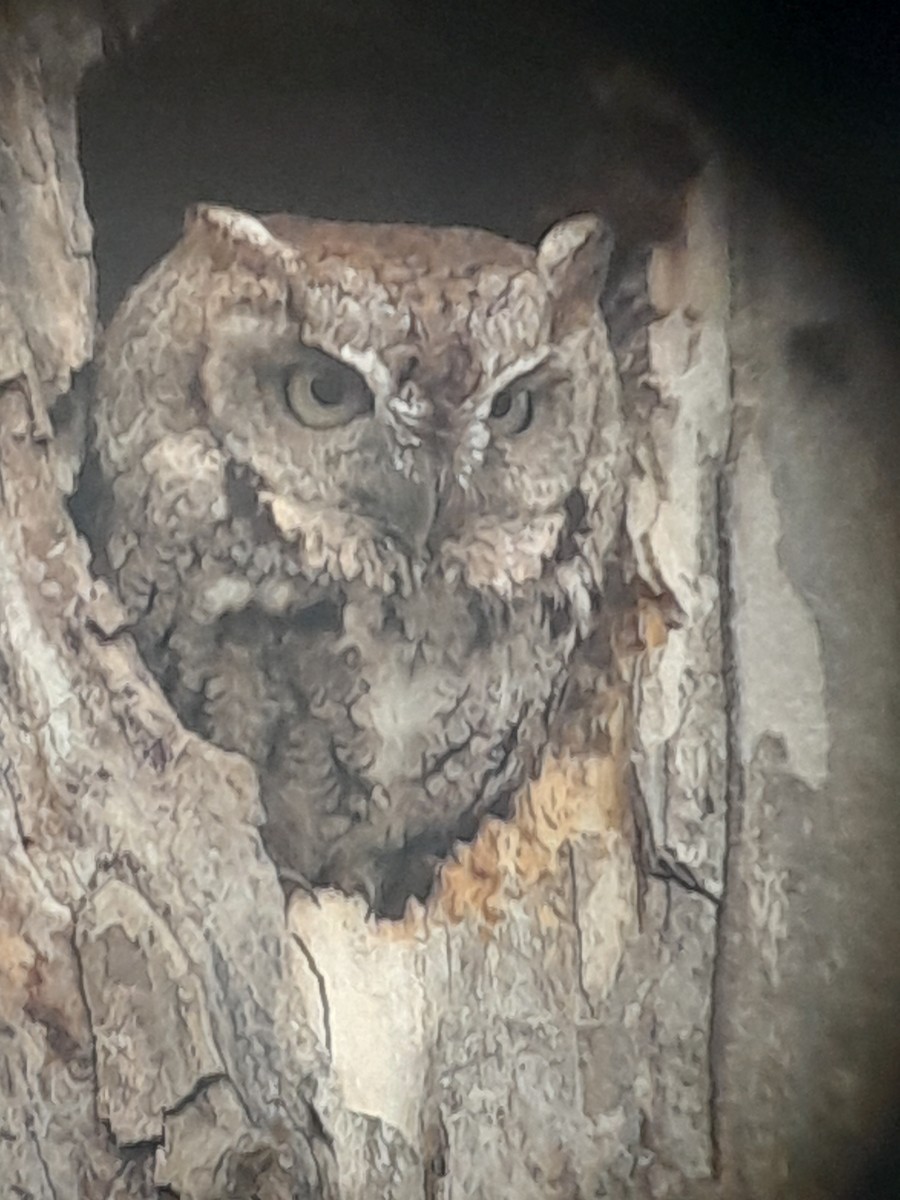 Eastern Screech-Owl - ML632166549