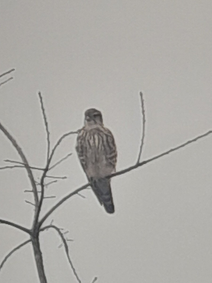 Merlin - ML632166578