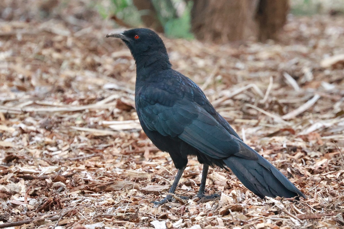 White-winged Chough - ML632166581