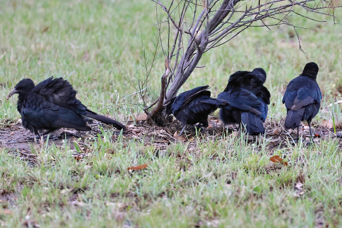 White-winged Chough - ML632166587