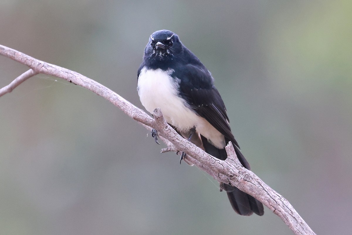 Willie-wagtail - ML632166593