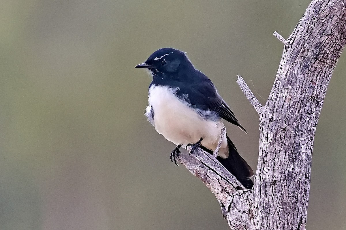 Willie-wagtail - ML632166594