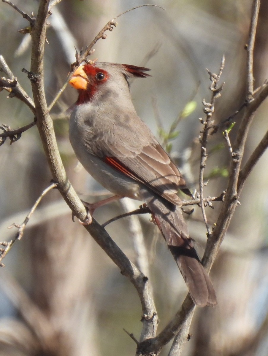 Pyrrhuloxia - ML632166595