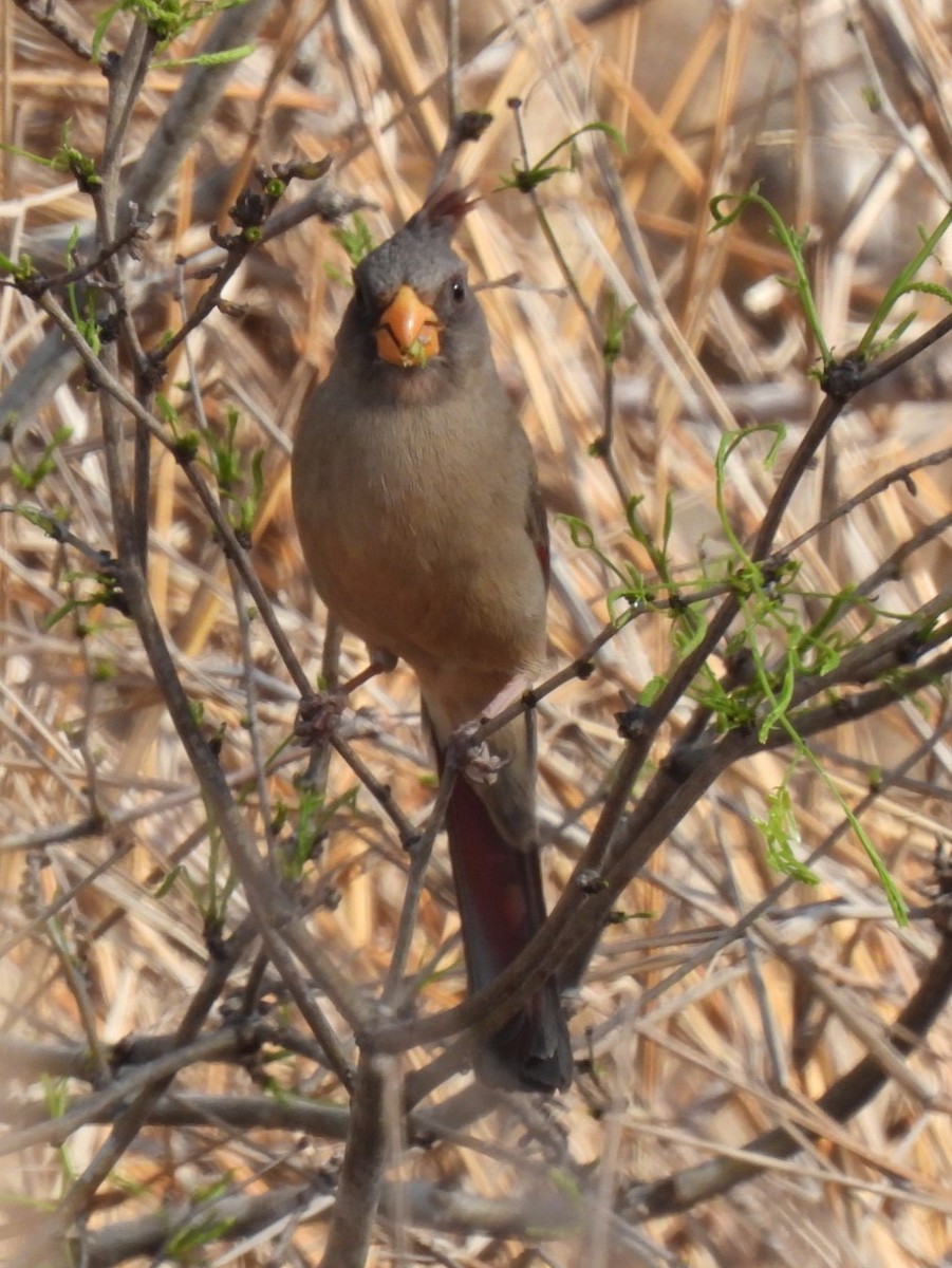 Pyrrhuloxia - ML632166629