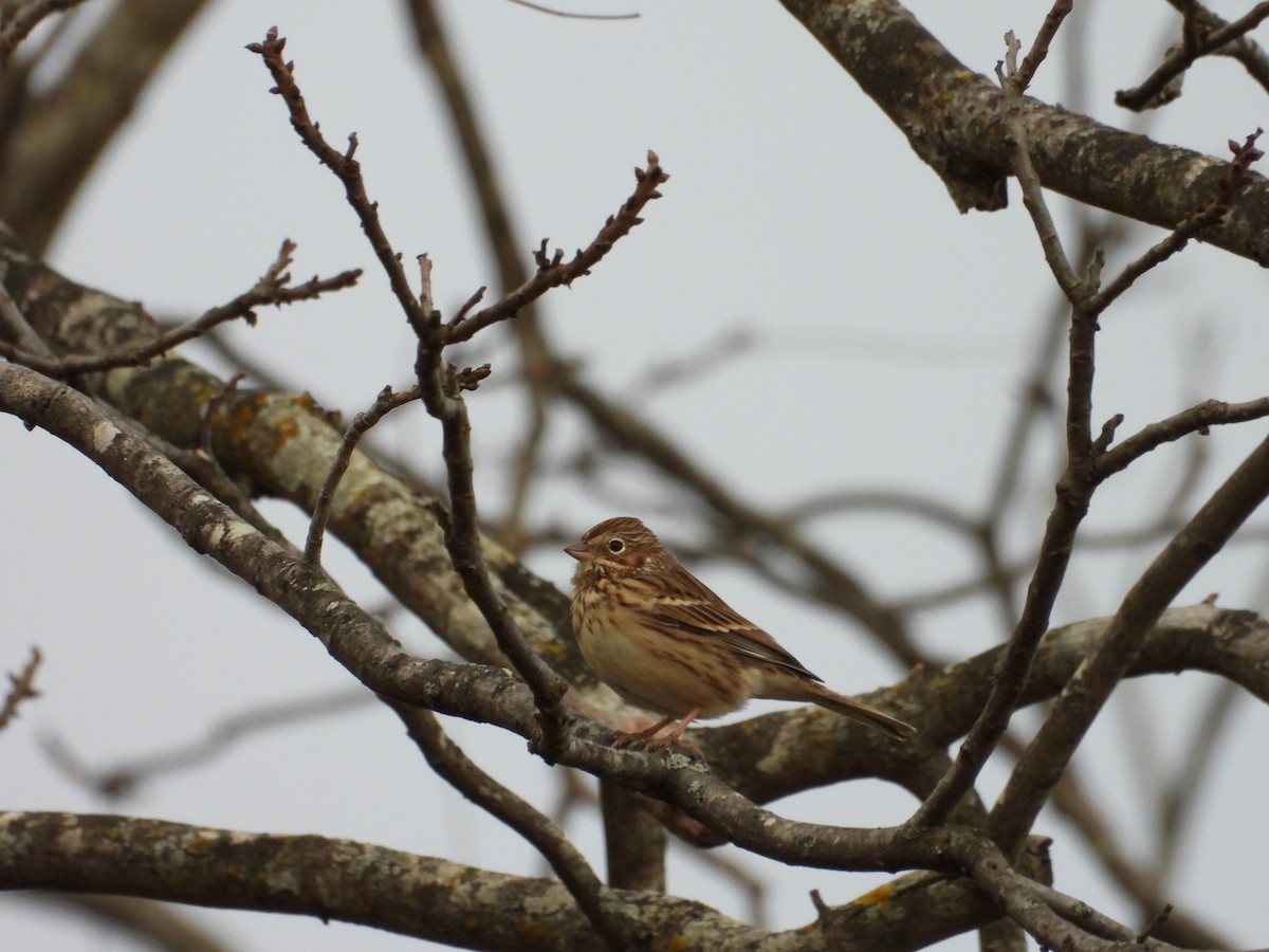 Vesper Sparrow - ML632166688