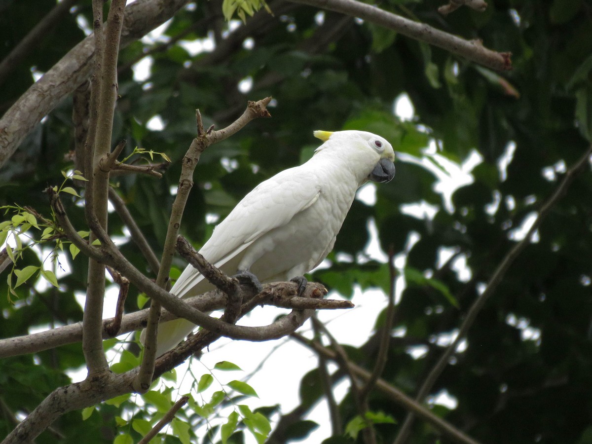 Tanimbar Corella x Yellow-crested Cockatoo (hybrid) - ML632166824