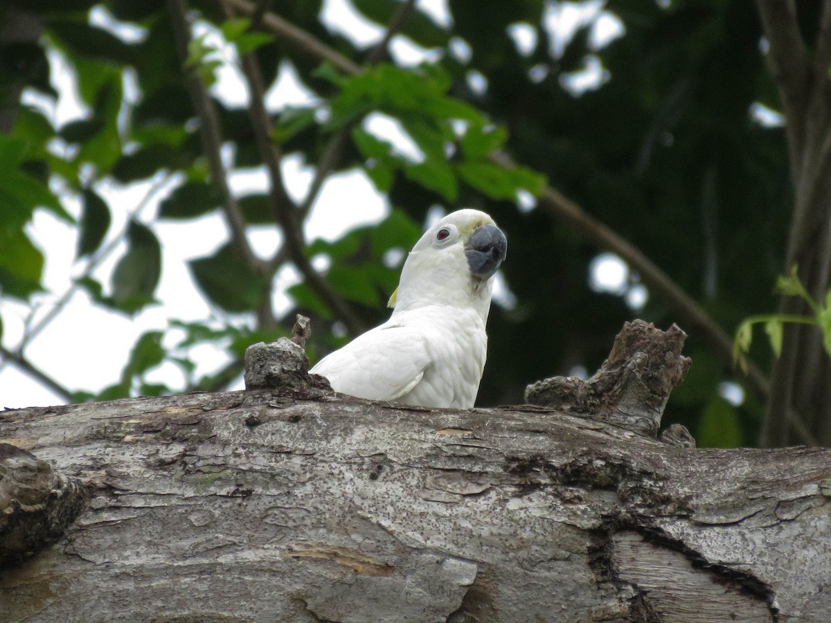 Tanimbar Corella x Yellow-crested Cockatoo (hybrid) - ML632166825