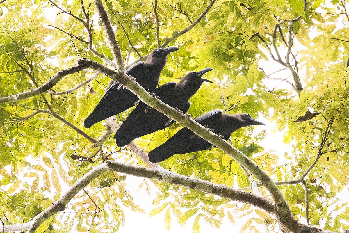 Brown-headed Crow - ML63216701