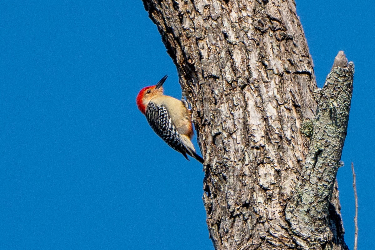 Red-bellied Woodpecker - ML632167015