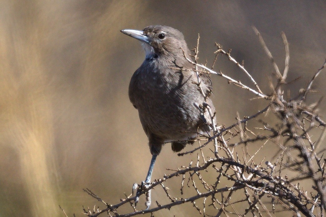 White-throated Cacholote - ML632167068