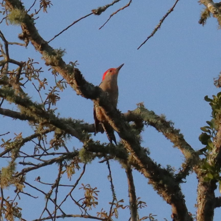 Red-bellied Woodpecker - ML632167136