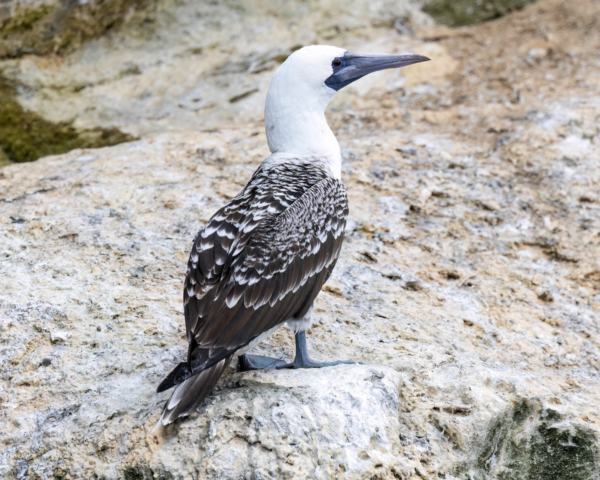 ペルーカツオドリ - ML632167252