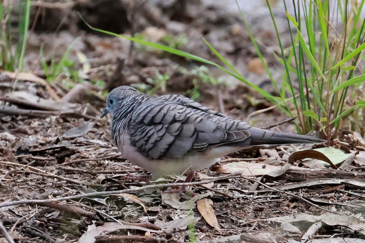 Peaceful Dove - ML632167294
