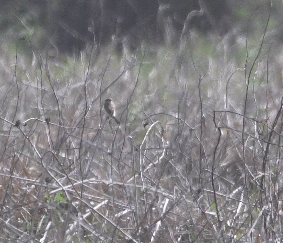 Amur Stonechat - ML632167385