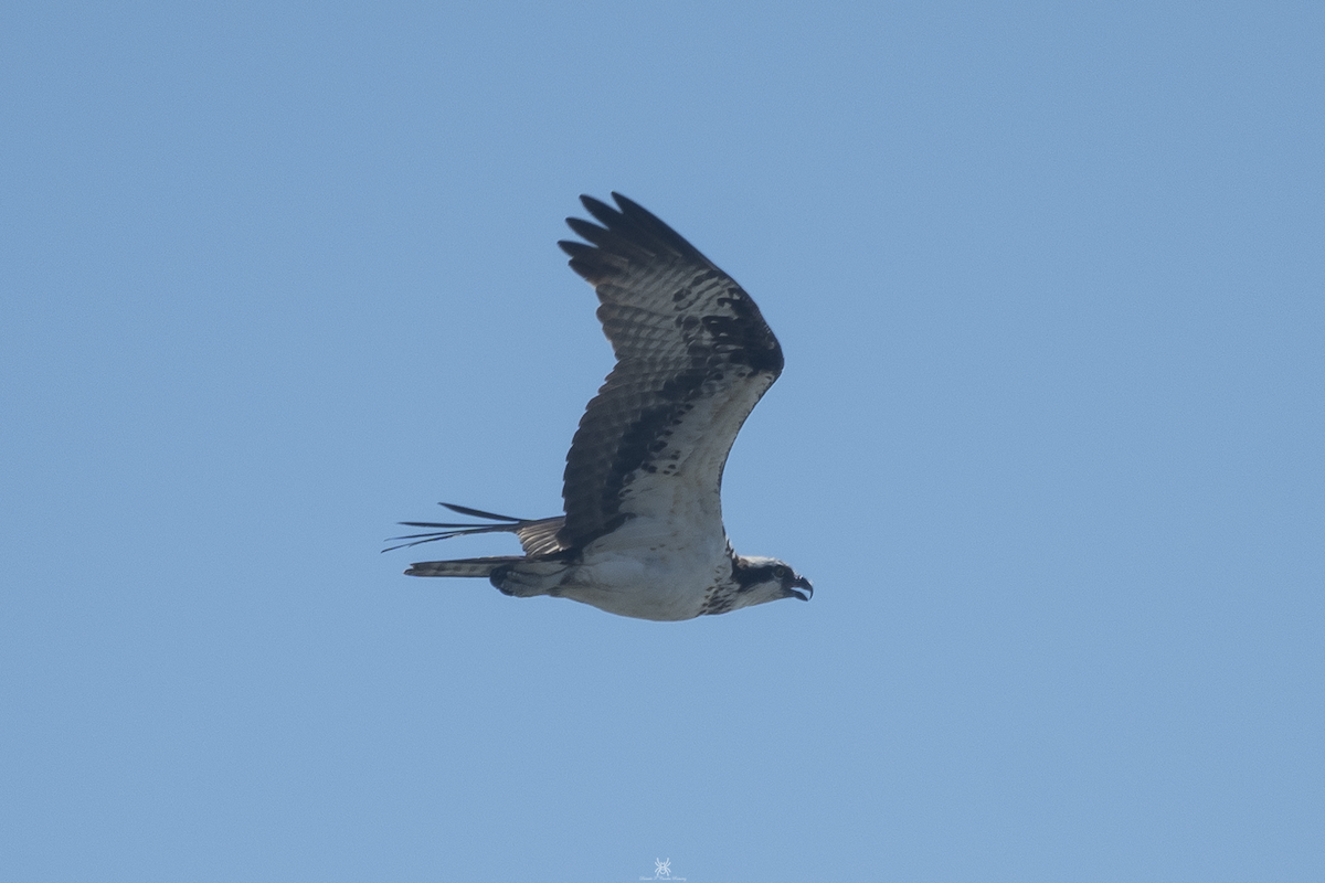 Osprey - ML632167400