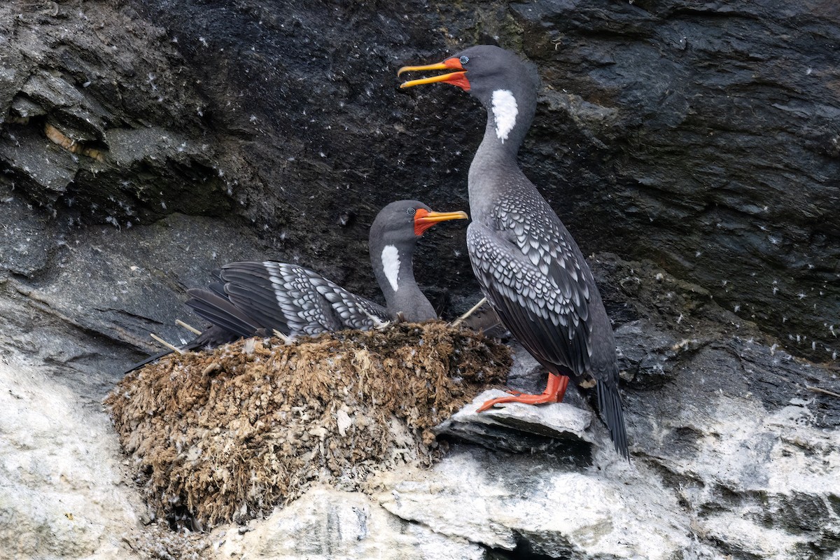 サカツラウ - ML632167408