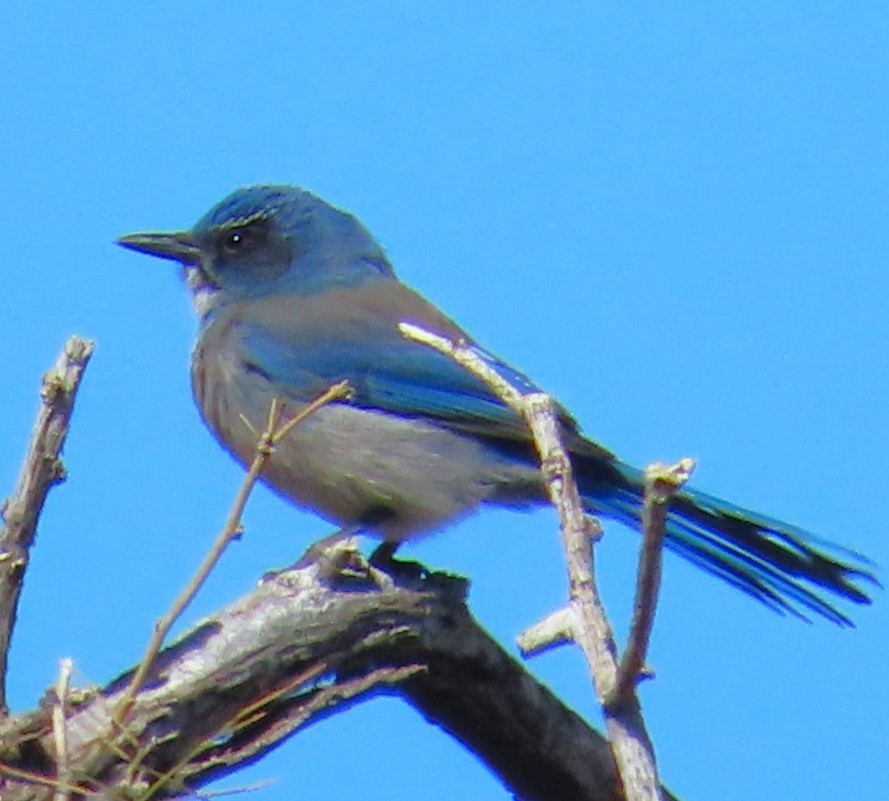Woodhouse's Scrub-Jay - ML632167488