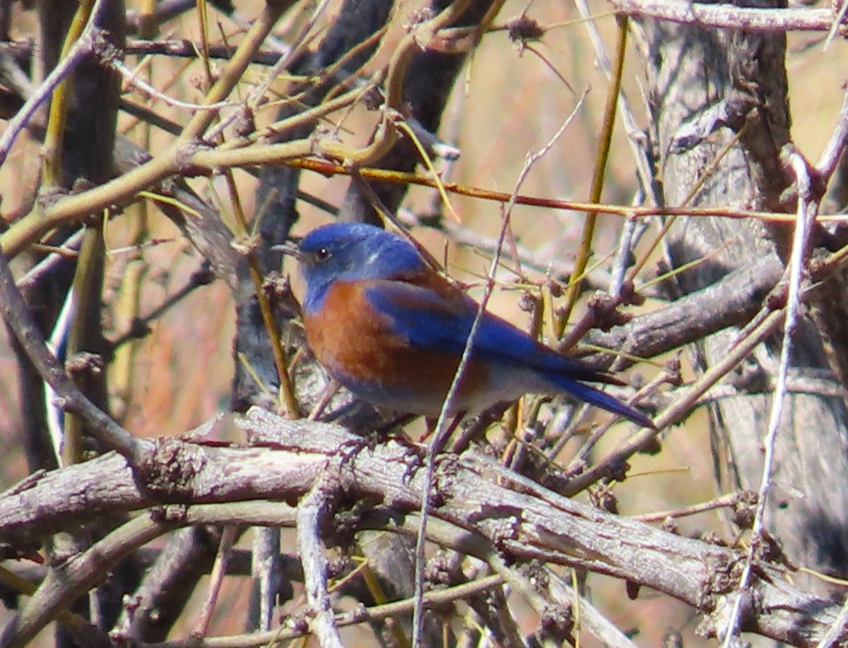 Western Bluebird - ML632167580