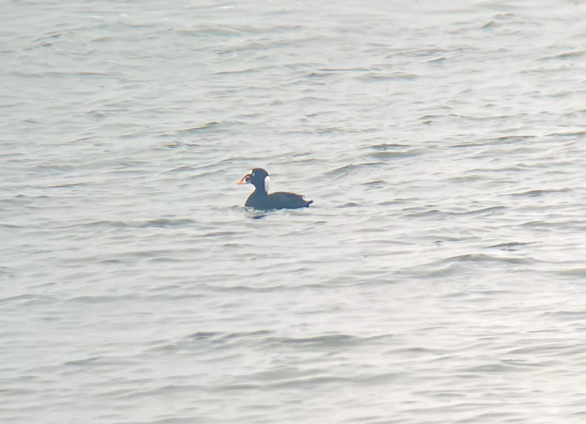 Surf Scoter - ML632167587