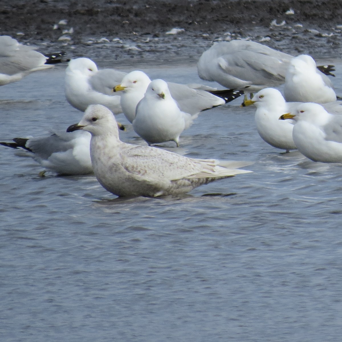 Iceland Gull - ML632167681