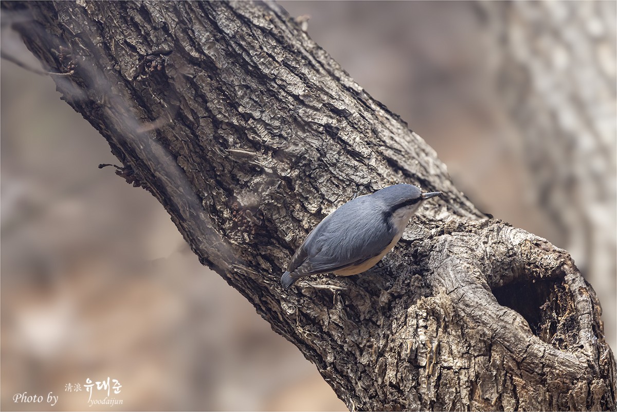 Eurasian Nuthatch - ML632167683
