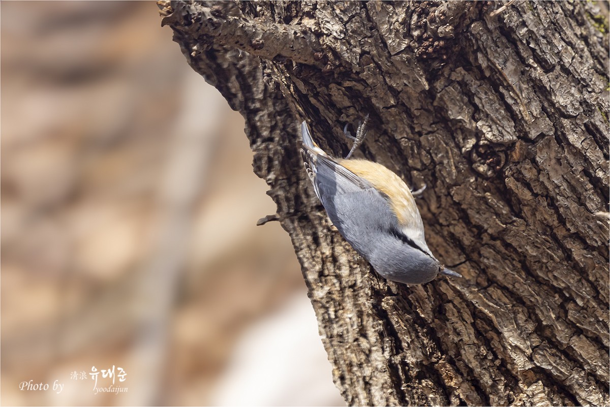 Eurasian Nuthatch - ML632167684