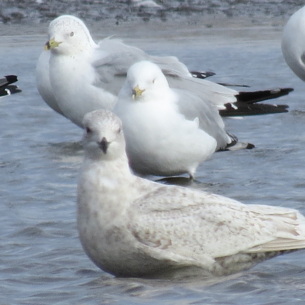 Iceland Gull - ML632167693