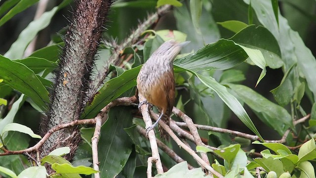 Spot-breasted Wren - ML632167699