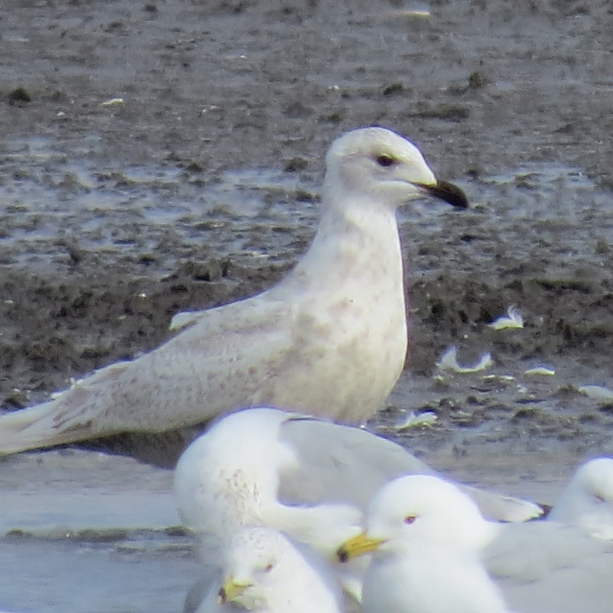 Iceland Gull - ML632167702