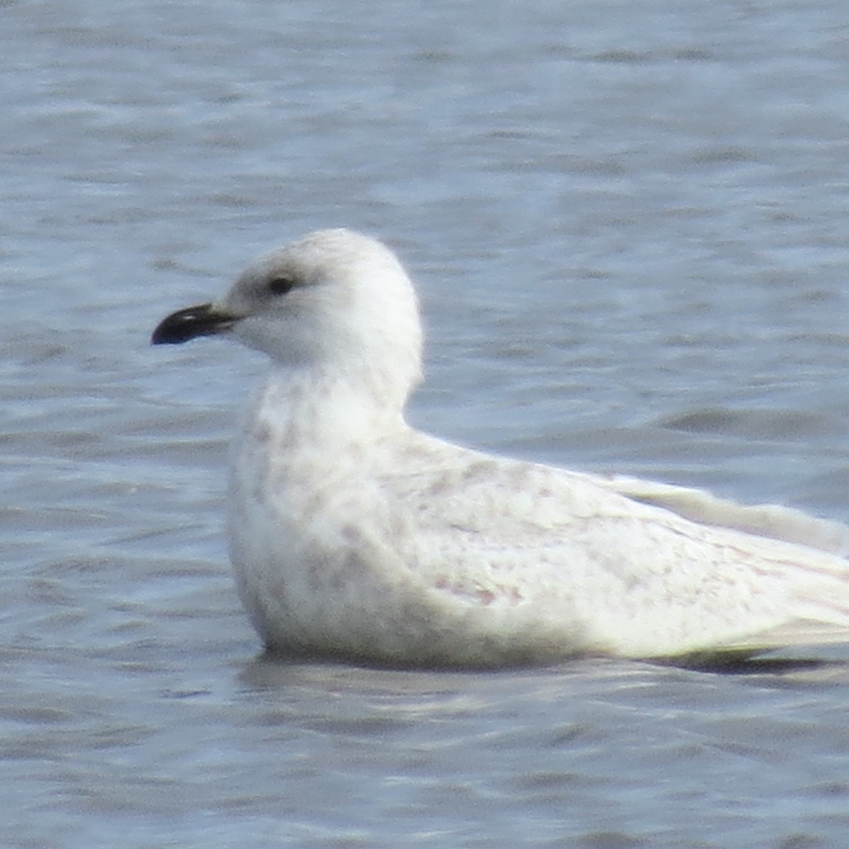 Iceland Gull - ML632167709