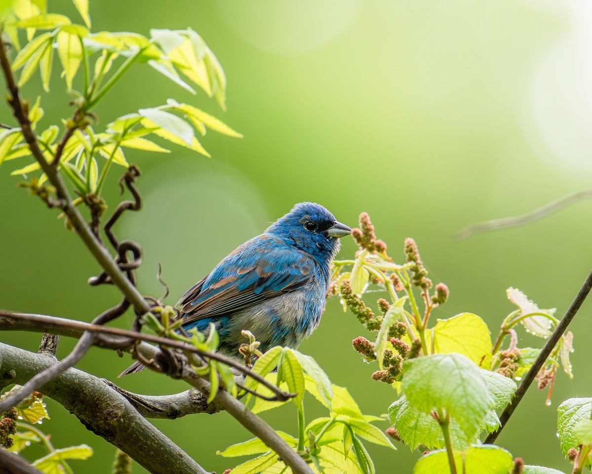 Indigo Bunting - ML632167711