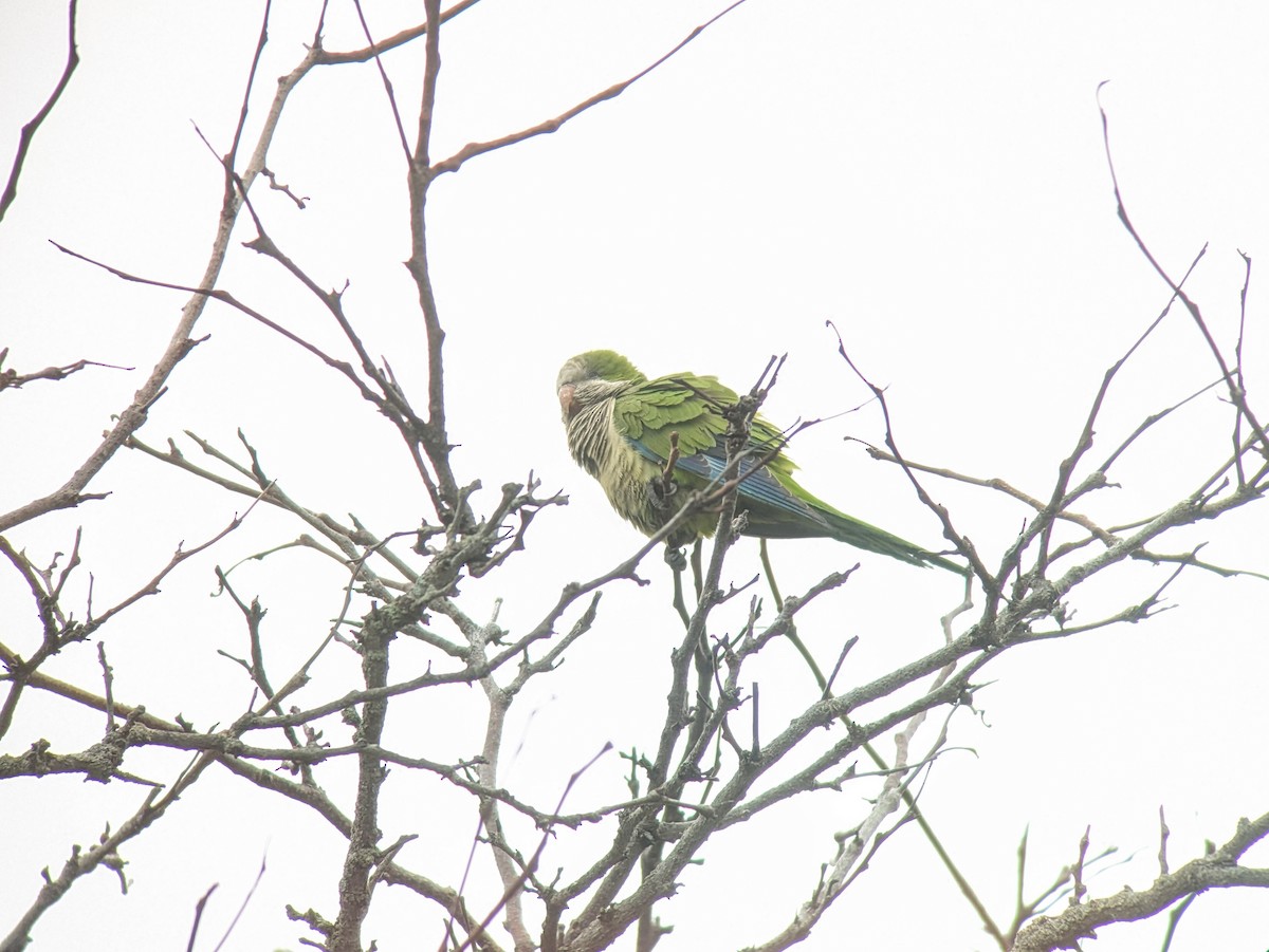 Monk Parakeet - ML632167782