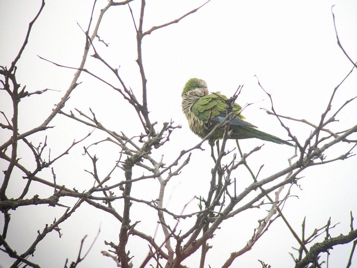 Monk Parakeet - ML632167784