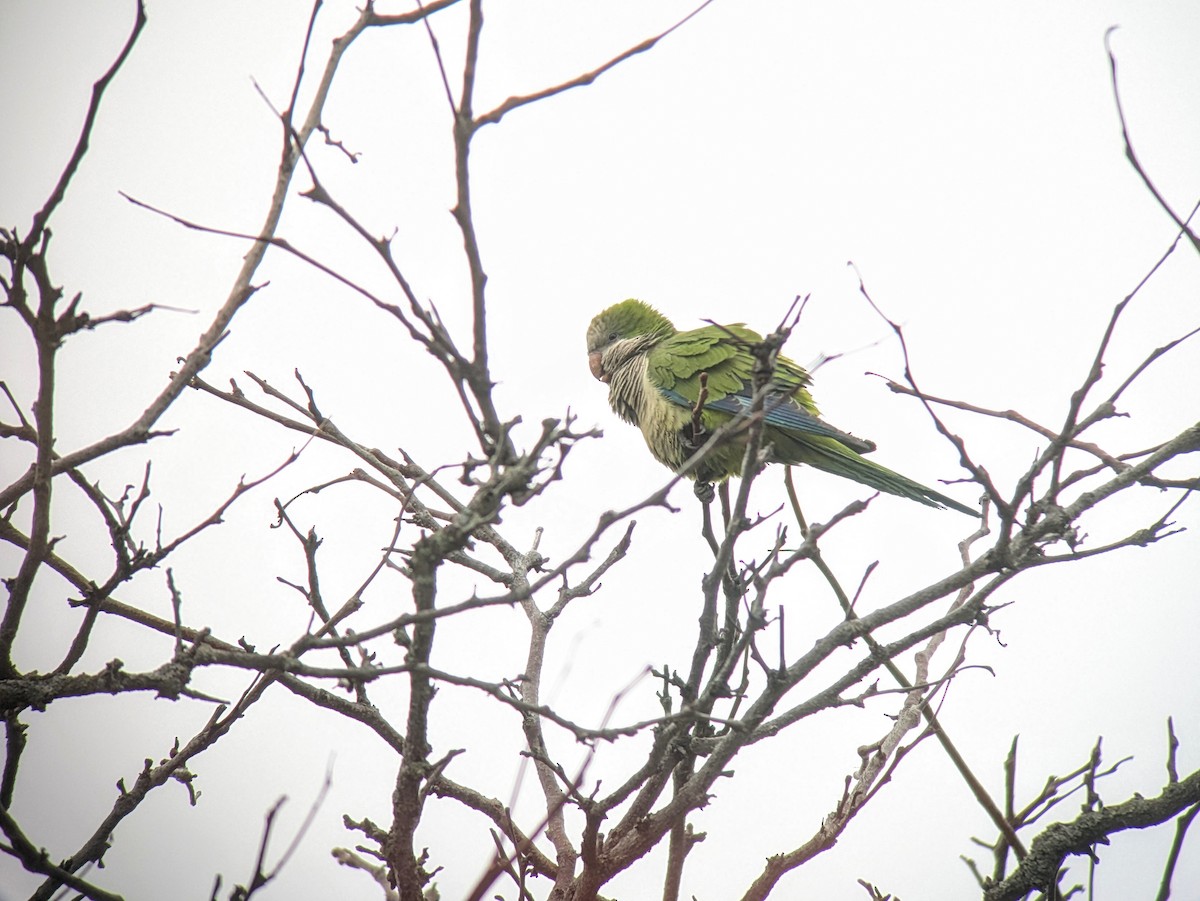 Monk Parakeet - ML632167840
