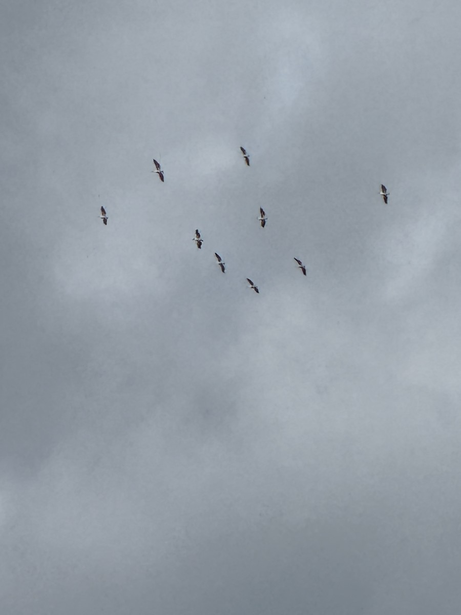 pelikán severoamerický - ML632167895