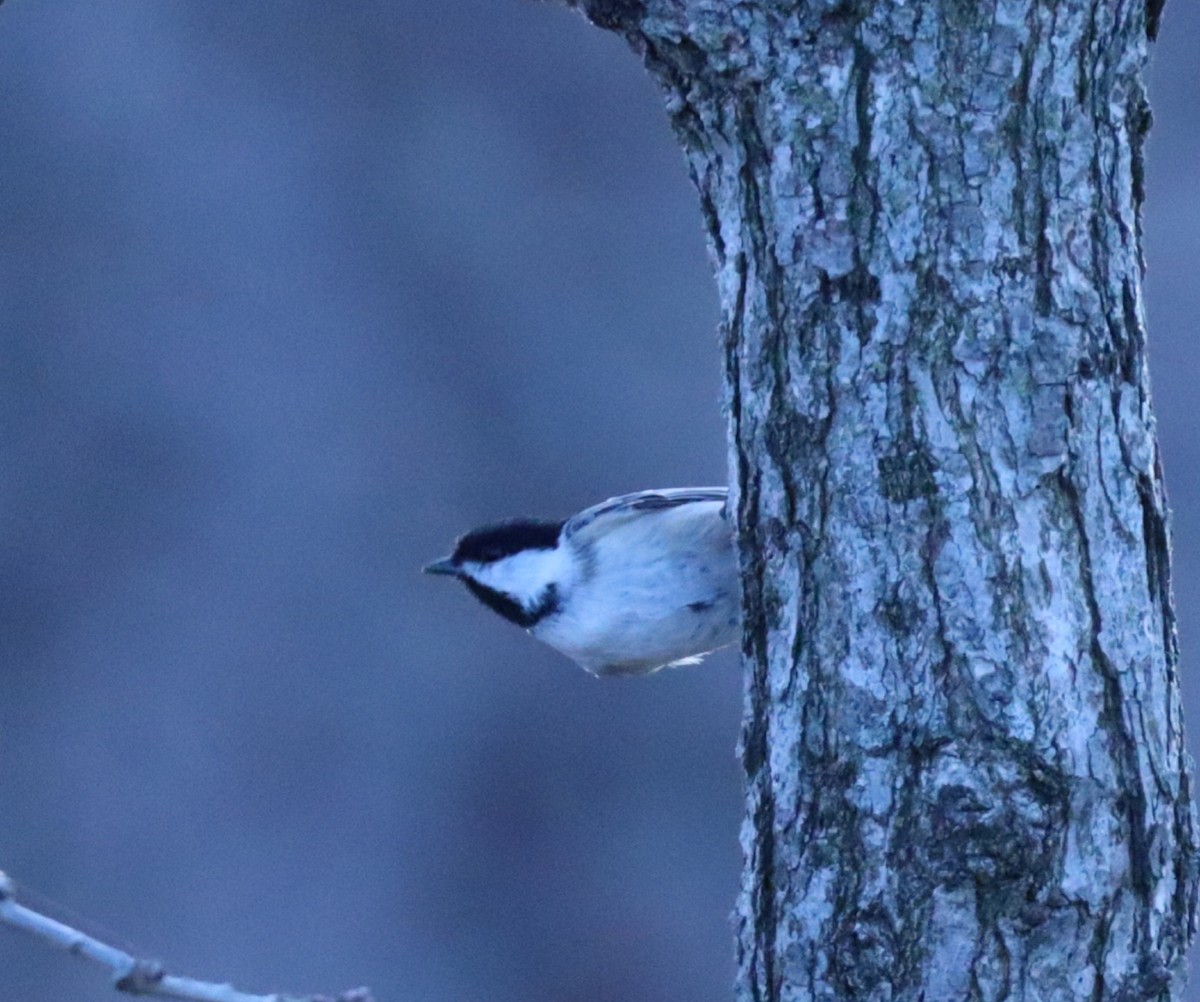 Гаїчка світлокрила - ML632167929